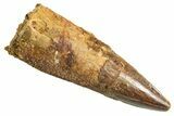 Fossil Spinosaurus Tooth - Real Dinosaur Tooth #344366-1